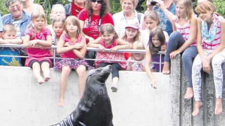 Besuch im Augsburger Zoo: Die Kinder aus Sachen und die Gastgeberfamilien aus dem Wittelsbacher Land erfreuen sich an den Seehunden. 