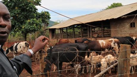 Stolz zeigt Father Ambrose auf die ersten Rinder für die geplante „Beef-Cow“-Zucht auf dem Gelände des Rosminian Health Centers. 