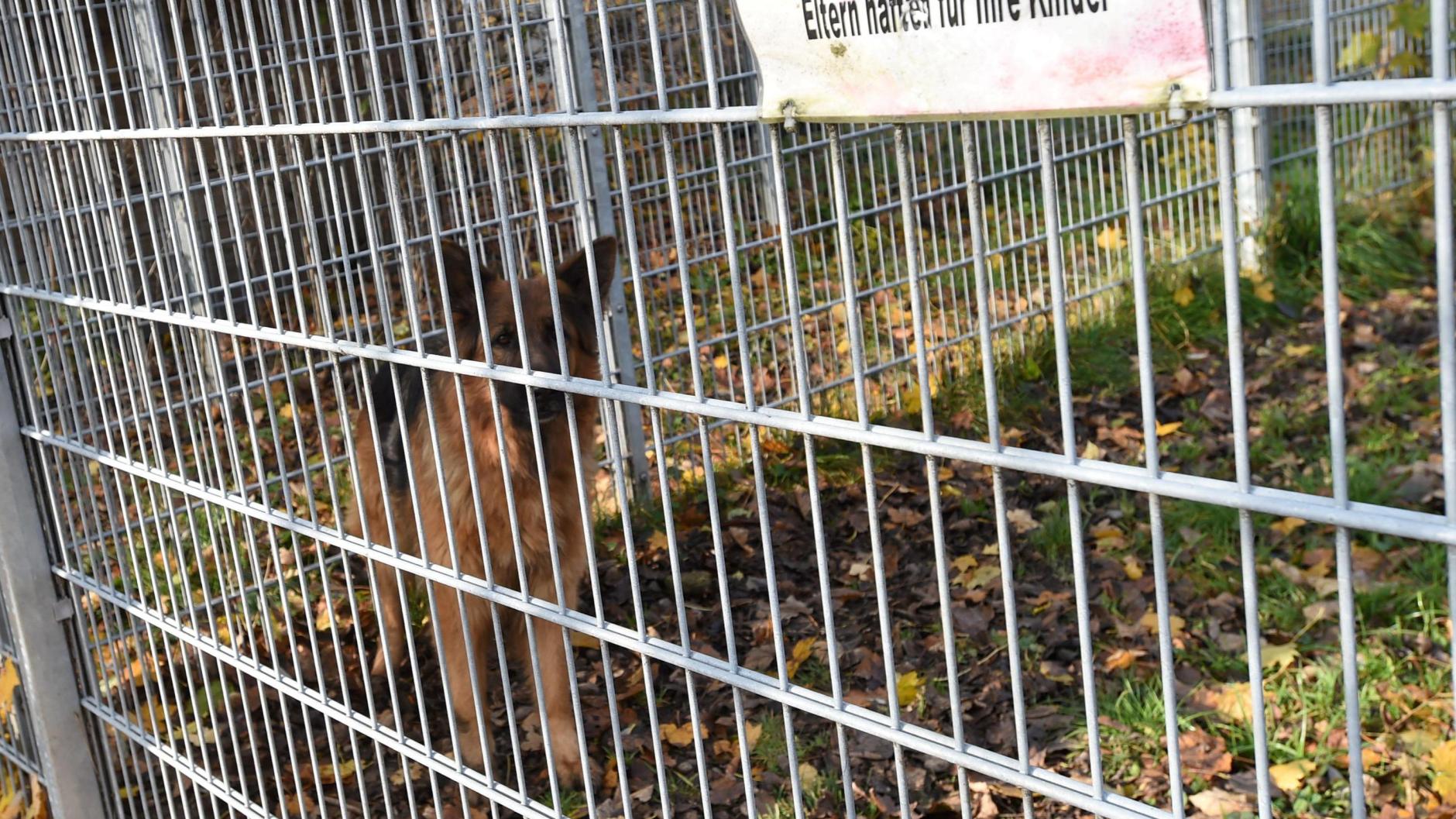 Gersthofen Hunde nach vielen Beschwerden weggenommen Frauchen klagt