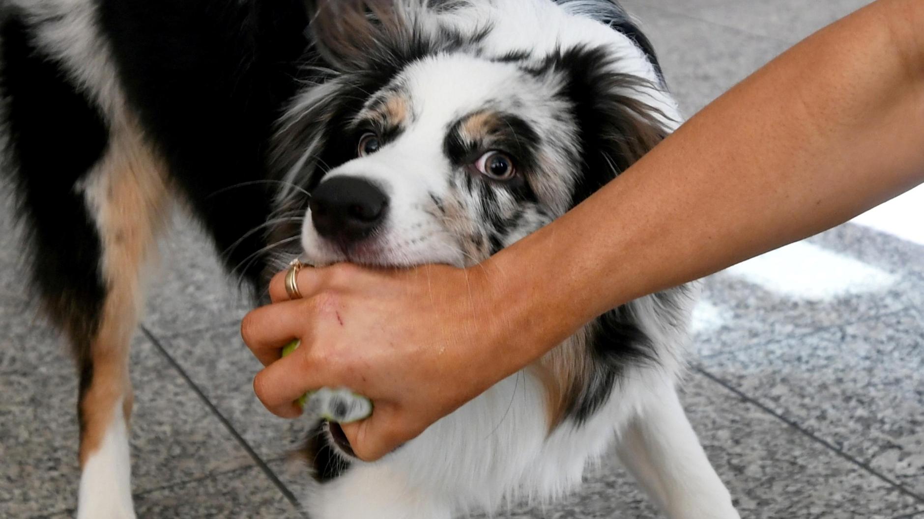 Tiere Zahl der HundeAttacken in Bayern steigt deutlich Augsburger