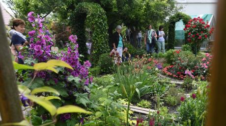 Der Garten von Ingeborg Pudel lockt zahlreiche Besucher an. Vor über 50 Jahren hat die 81-Jährige hier ihre ersten Rose gepflanzt, mittlerweile sind es 200. Damit die Blumen gut wachsen, hat Pudel einen Tipp: Ein Spritzer Buttermilch mit lauwarmem Wasser vermischt hilft gegen Läuse und Mehltau.  	
