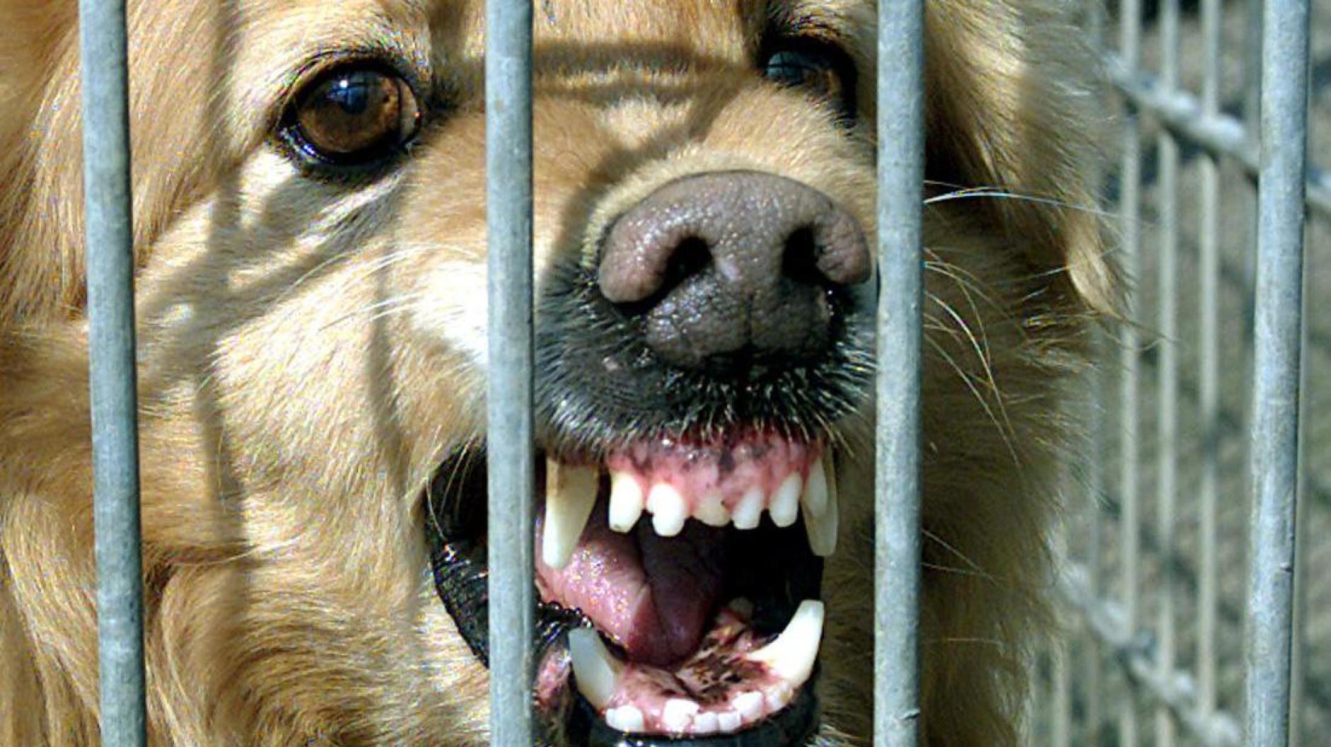 Diedorf Hund beißt in Diedorf zu Polizei sucht die Halterin