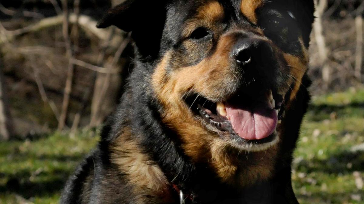 Tierheim Weil sie ein Listenhund ist Xenia findet seit vier Jahren