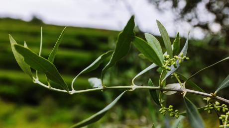 Eine Ameise sitzt auf dem jungen Teil eines Astes an einem Olivenbaum.