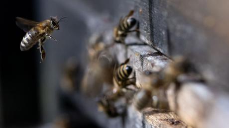 In Neu-Ulm sind Bienenvölker gestohlen worden.
