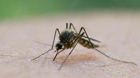 Am Ammersee droht wieder eine Stechmückenplage. 