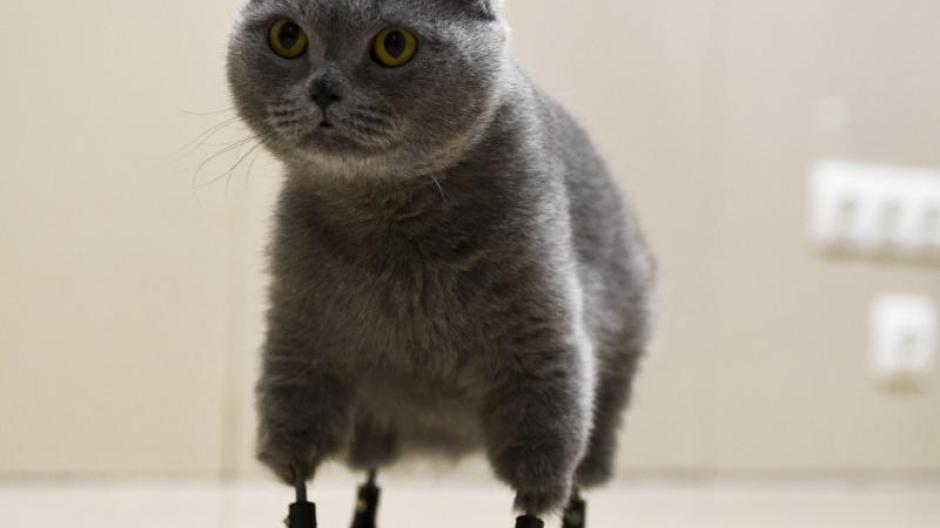 Sibirien Diese Katze Tragt Vier Titan Prothesen Aus Dem 3d Drucker Augsburger Allgemeine