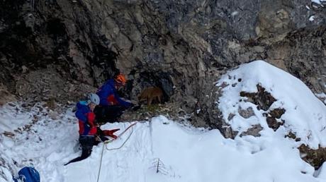 Der seit 23. Dezember im Bereich der Rohrkopfhütte vermisste Hund einer Kauferinger Familie  wurde von der Bergwacht Füssen in der  Gelben Wand gerettet.