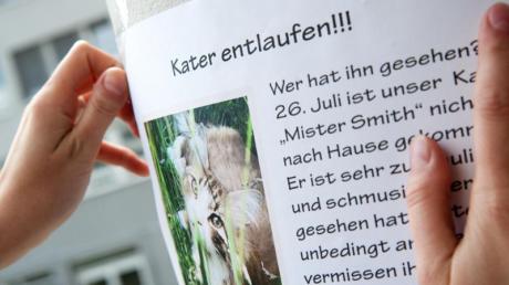Mit Suchplakaten kann man auf vermisste Tiere in der Nachbarschaft aufmerksam machen.