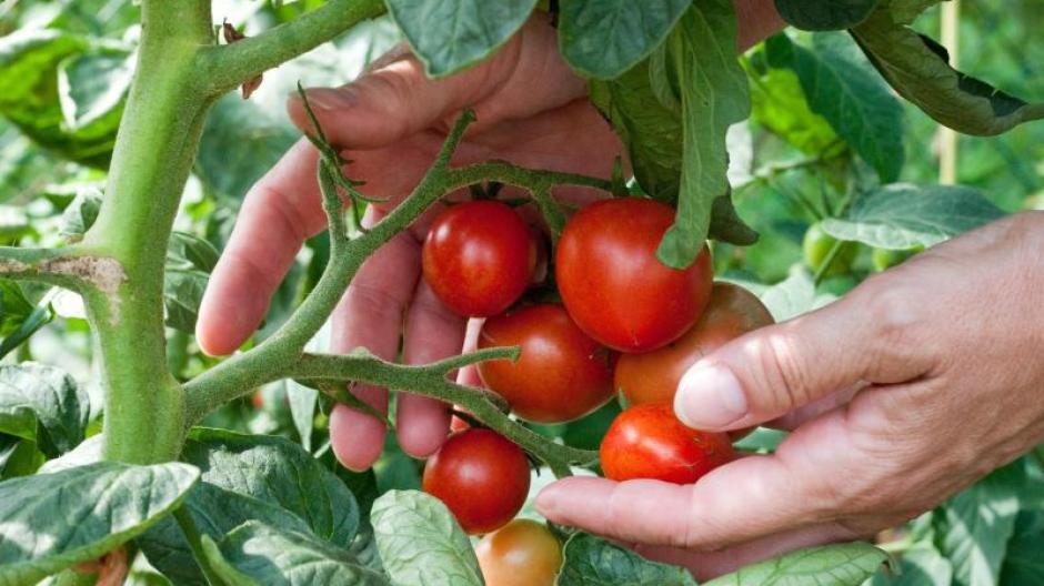 Die meisten Tomaten im Tomatenmark wachsen in Italien.