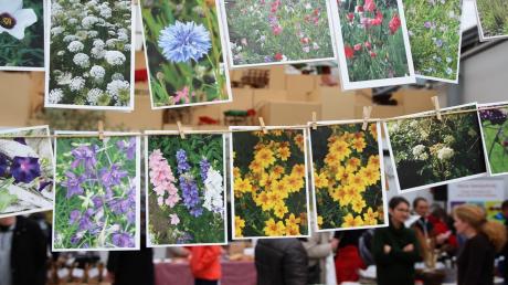 Blüten in allen Regenbogenfarben: Ein buntes Programm erwartet die Besucher beim  Saatgutmarkt in Illertissen.