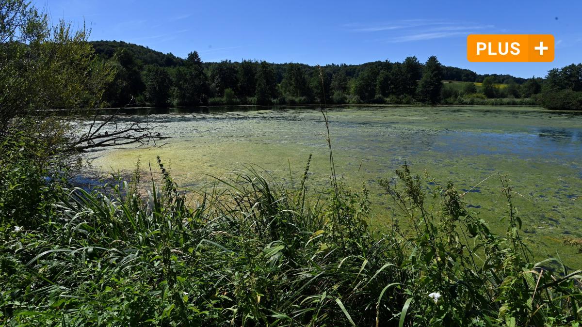 #Zusmarshausen: Welche Zukunft hat der grüne Rothsee in Zusmarshausen?