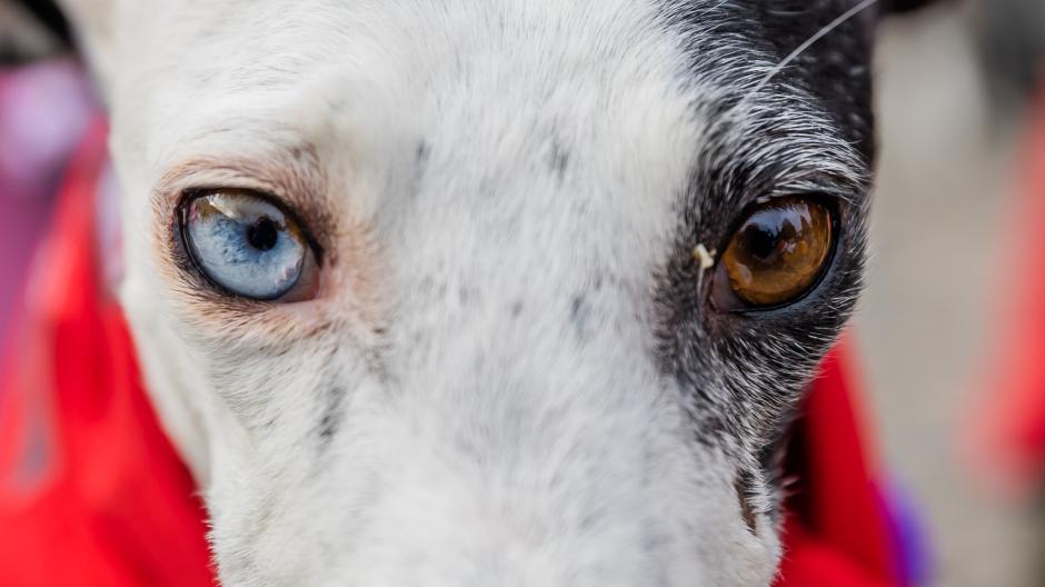 Spanien/Hongkong: Verjagt und Das Leid der Hunde