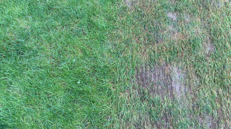 Vorher (links): Mein Rasen wirkt frisch und kräftig. Ich finde ihn schön. Nachher: Der Vertikutierer hat ganze Arbeit geleistet. Mein Rasen sieht furchtbar aus. 