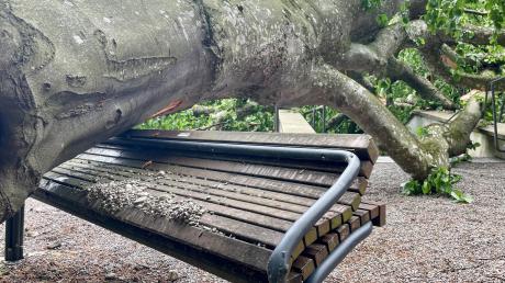 Ende Mai stürzte eine Buche im Schwabegger Freidhof um. Nach dem Hochwasser will die Stadt nun auch andere Bäume auf ihre Standsicherheit hin überprüfen. 