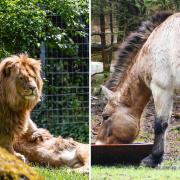 Das Fleisch des getöteten Przewalski-Hengstes wird den Löwen im Augsburger Zoo verfüttert.