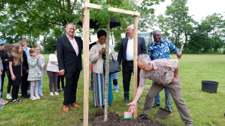 Dritter Bürgermeister Gerhard Munninger, Suzanne Kambou, Bürgermeister Leonhard Schwab, Daprou Kambou und Josef Keller (vorn) pflanzen gemeinsam einen Baum auf dem Schulgelände.
