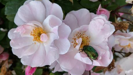 Rosenglanzkäfer machen ihrem Namen alle Ehre und schillern metallisch grün-golden. Die Brummer knabbern aber nicht etwa an den Rosenblüten, sondern lassen sich nur den Nektar schmecken.