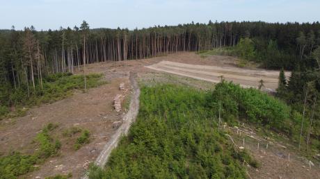 Mitten im Wald ist nördlich von Haunswies eine fünf Hektar große Lichtung entstanden. Obwohl Harvester und Waldbaufirmen großzügig kranke Bäume entfernten, sind links bereits weitere, schwer befallene Bäume zu erkennen.