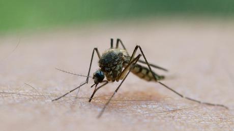 Die Pfützen, die das Hochwasser übrig gelassen hat, sind ein idealer Brutort für Mückenweibchen.