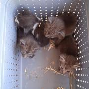 Diese vier Kätzchen wurden in einem Schuppen gefunden.