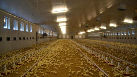 Noch haben die Küken Platz. Wenn sie ausgewachsen sind, wird es deutlich enger. Einen Stall für 39000 Hühner hat Karl Zacher schon. Nun will er noch einen zweiten bauen. Das Genehmigungsverfahren für sein Vorhaben läuft gerade.  
