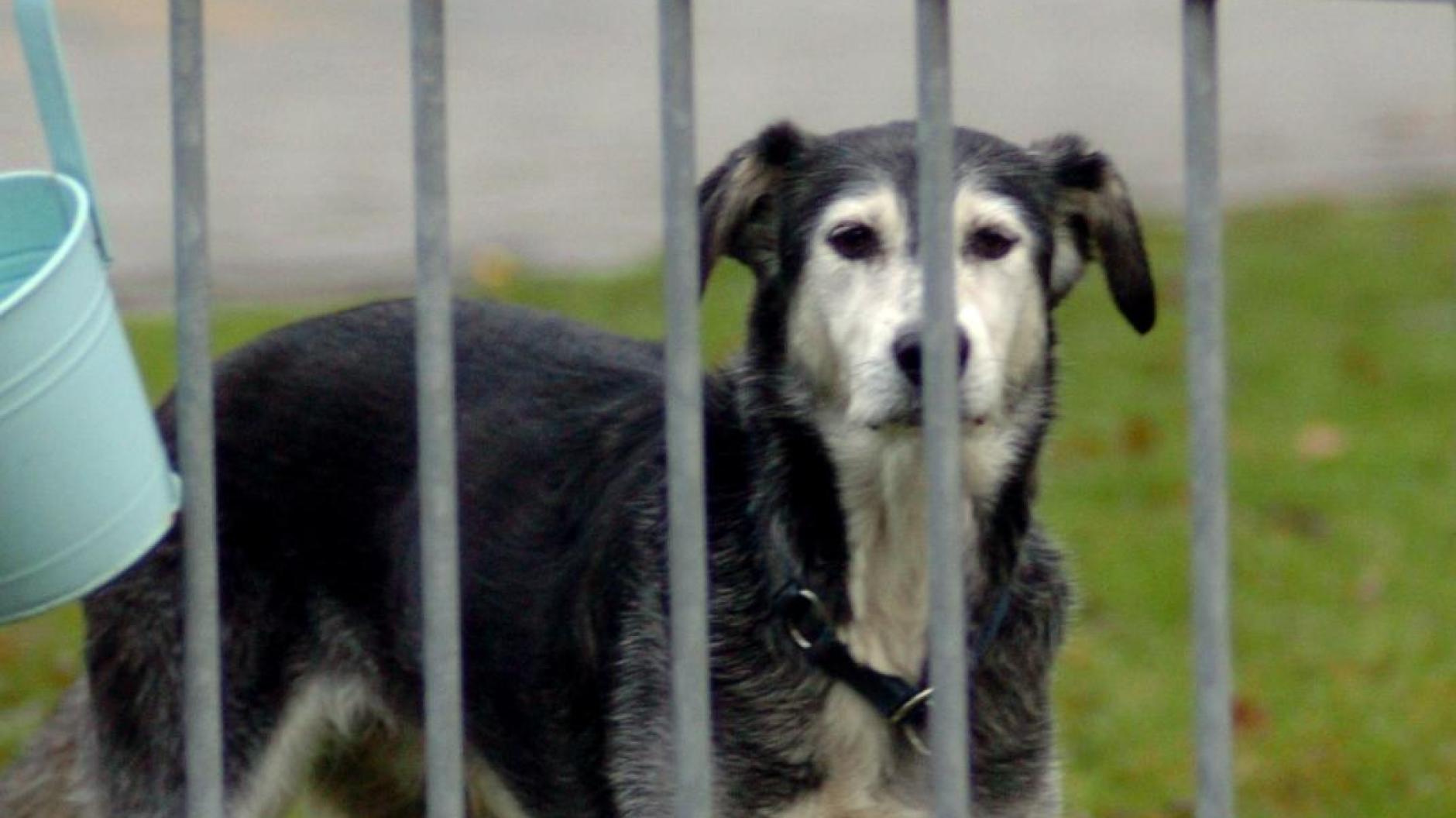 DonauRies Hund beißt 27Jährige Attacke hat Folgen Donauwörther