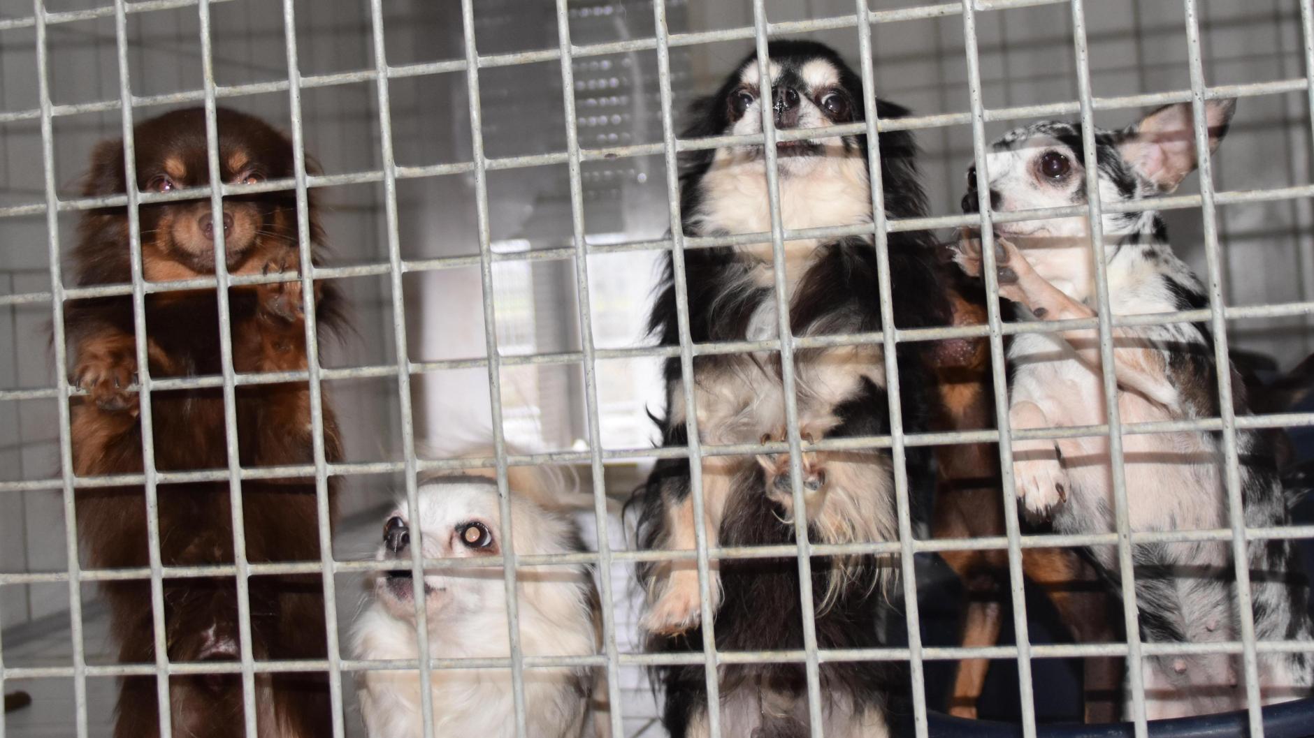 Tierheim Hamlar Was passiert mit den 44 geretteten Hunden aus Rain am