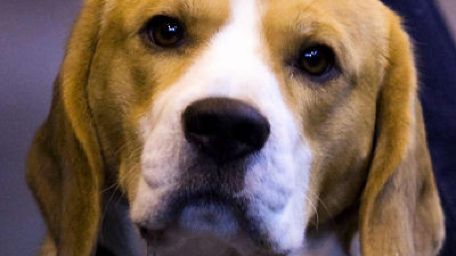 Wemding Mann soll illegal mit Hundewelpen gehandelt haben Rieser
