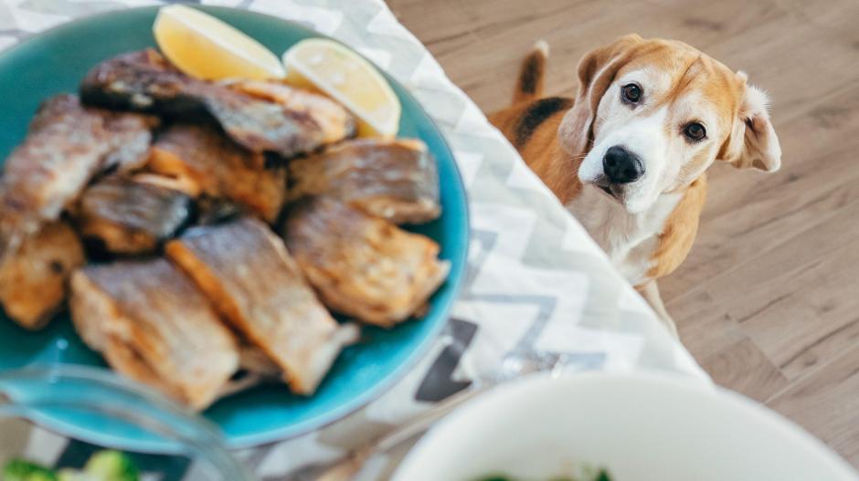 29 Top Photos Wann Hund Füttern Die Haufigsten Fehler Bei Der