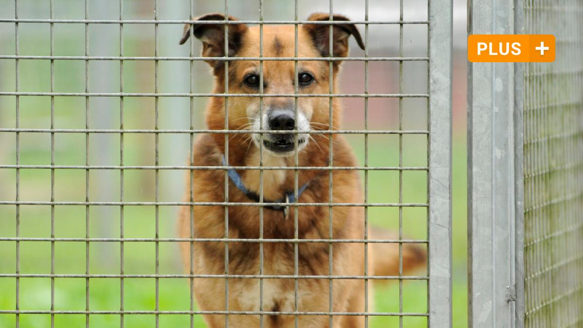Burgau Hunde aus Tierheim werden in Burgau von der Hundesteuer befreit