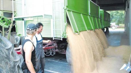 Auch wenn die Landwirte in den Landkreisen Neu-Ulm und Unterallgäu nach der langen Frostperiode im Frühjahr zunächst skeptisch waren, fällt ihre Ernte in diesem Jahr überraschend gut aus. Das Bild zeigt die Anlieferung im Getreidelager der Raiffeisen-Waren GmbH in Herrenstetten.  