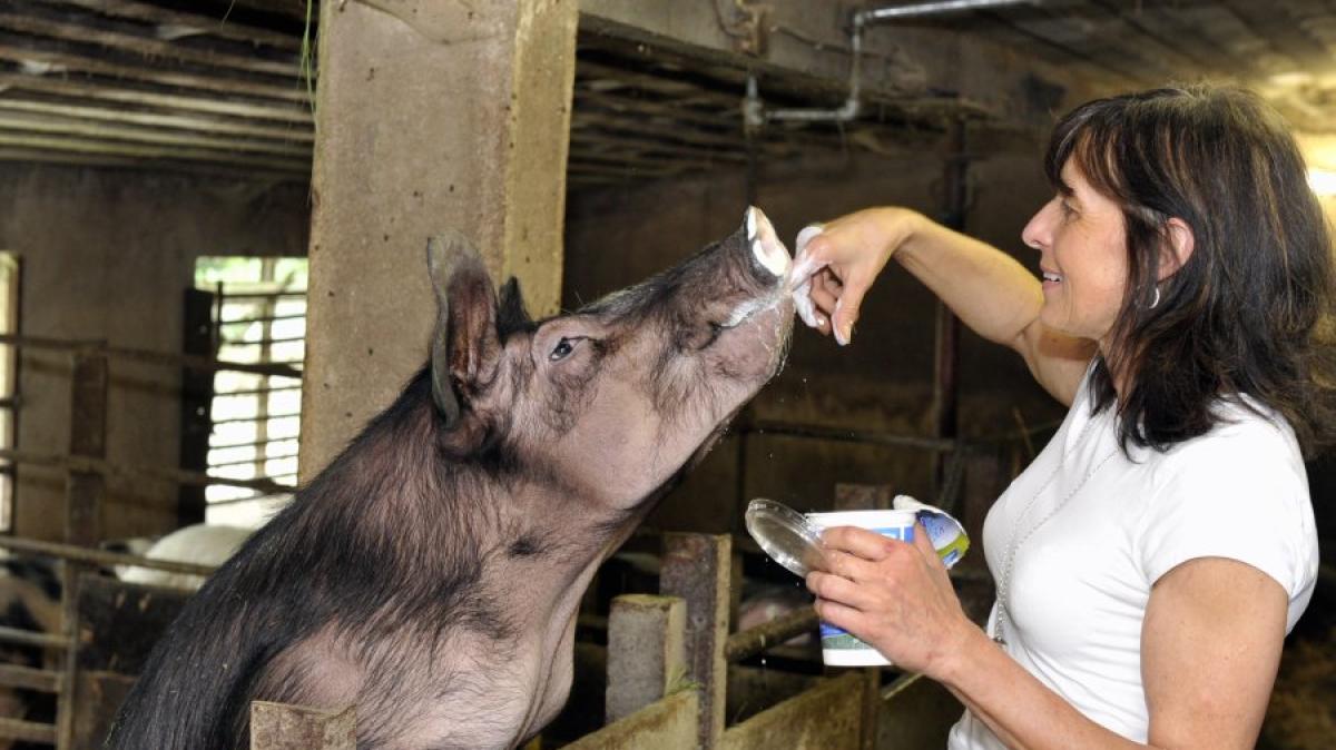 Untertürheim Verein Kauft Schweine Frei Um Sie Vor Schlachter Zu