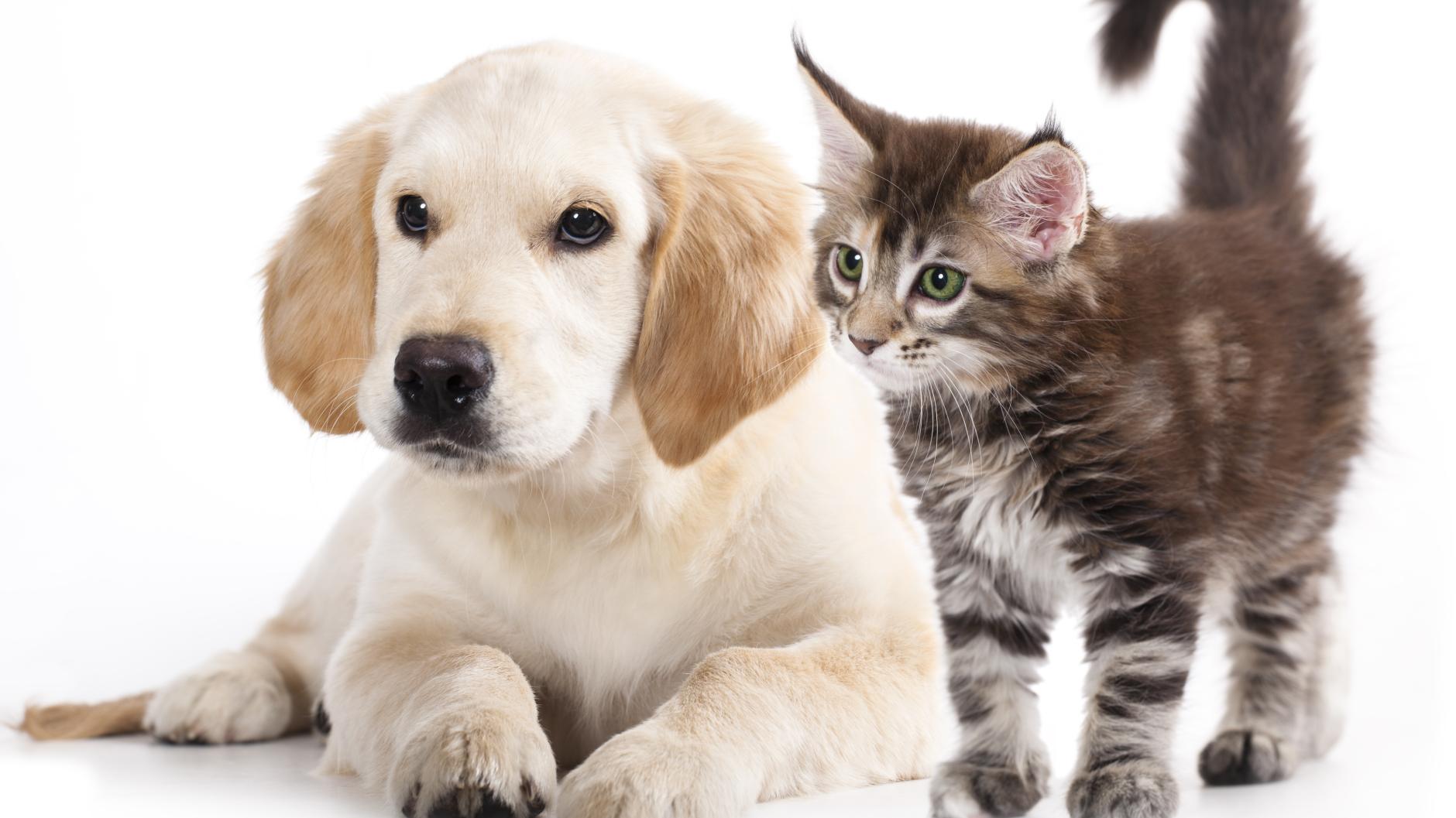 Tiere Haarige Blutspender Hunde und Katzen an der Nadel Leben
