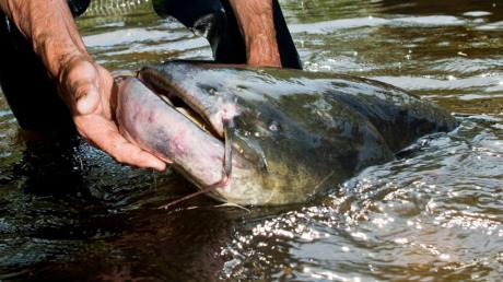 Welse sind riesige Raubfische. Im Gardasee machen Taucher nun Jagd auf die Tiere.