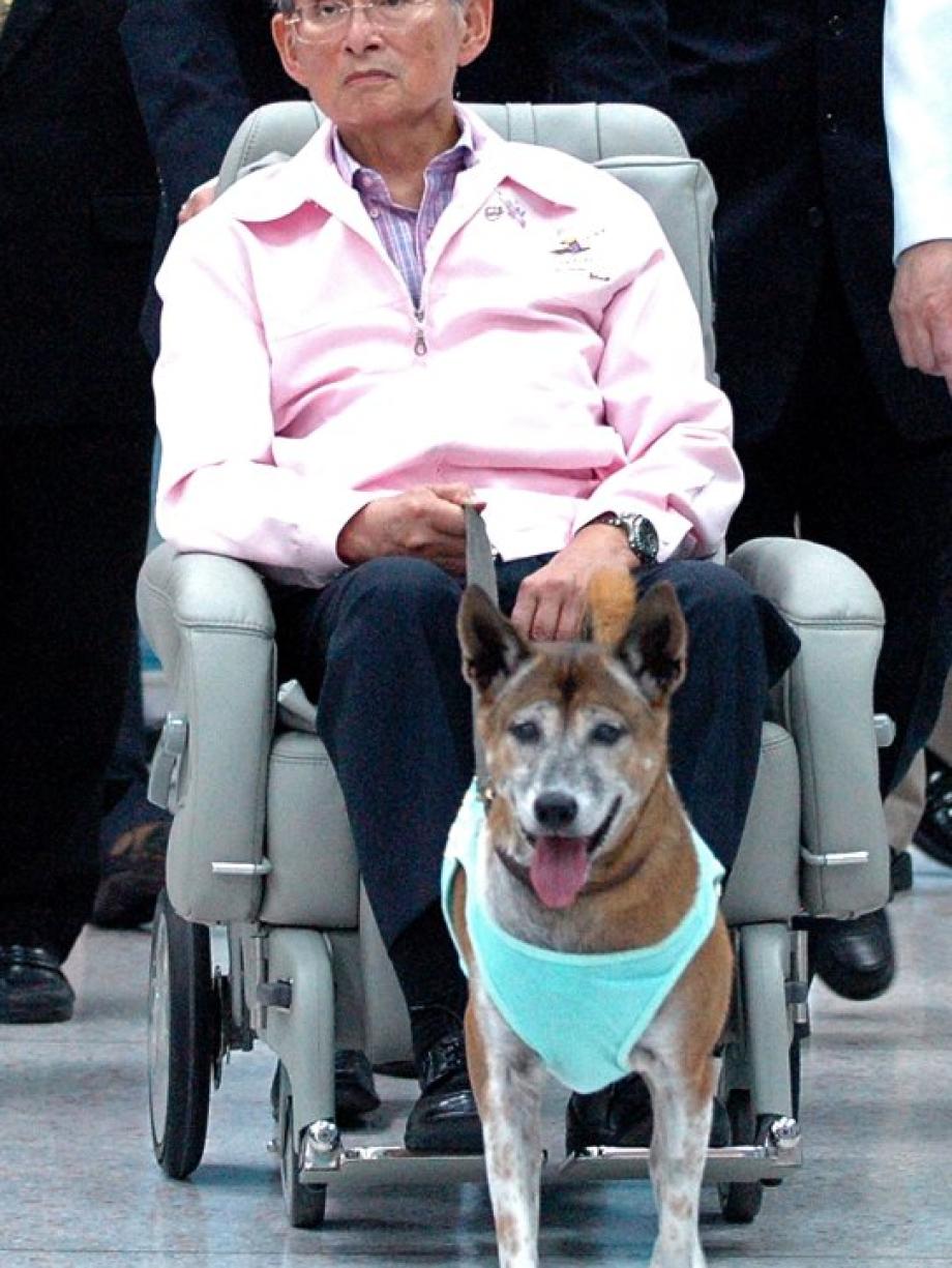 Bangkok Hund des Königs beleidigt Thailänder drohen 37 Jahre
