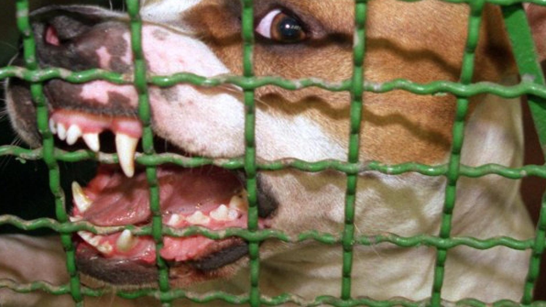 DonauRies Hund beißt drei Männer blutig Donauwörther Zeitung