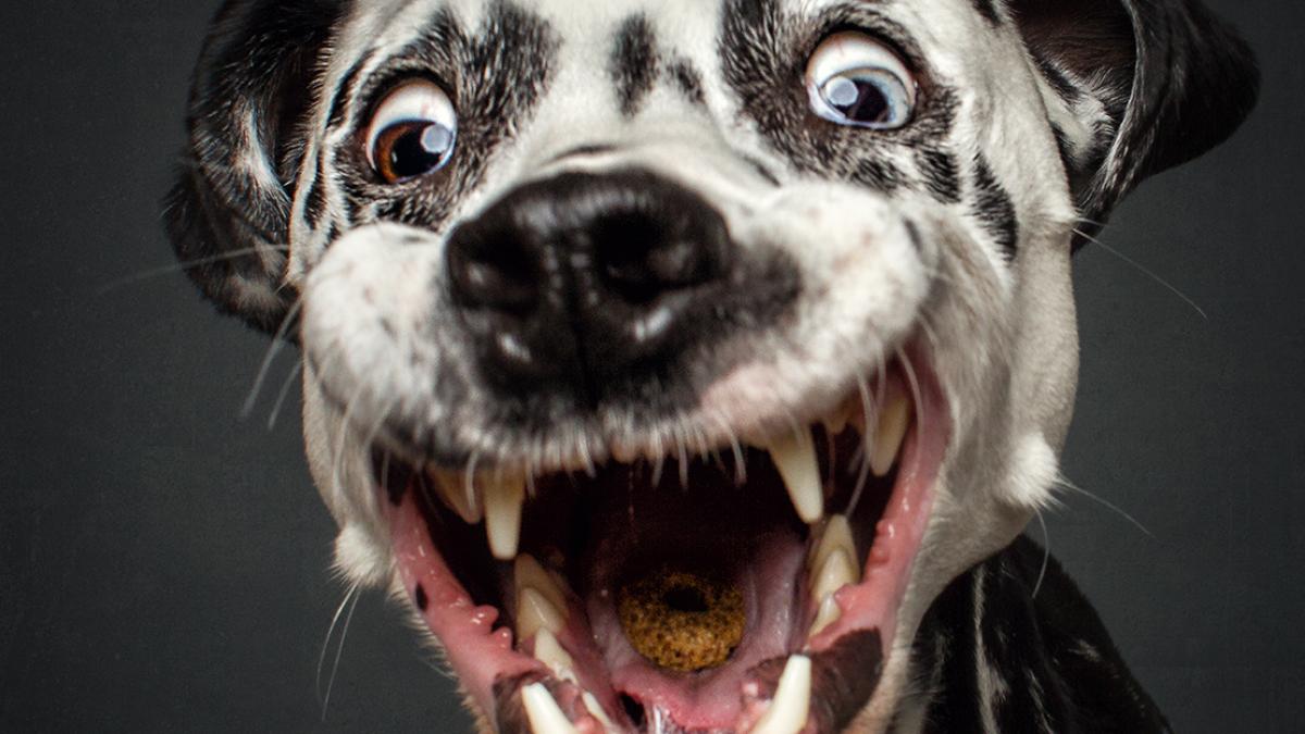 So verrückt sehen Hunde aus, wenn sie Leckerlis fangen Promis