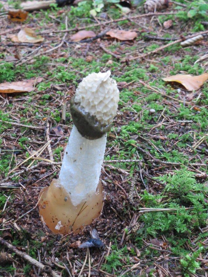 Pilze Auf Hawaii Exotische Stinkmorchel Soll Frauen Zum Orgasmus Bringen 