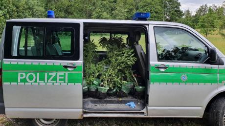 Bei der Polizeiinspektion Herrsching gingen in den vergangenen Tagen zwei Meldungen über Marihuana-Pflanzen ein.