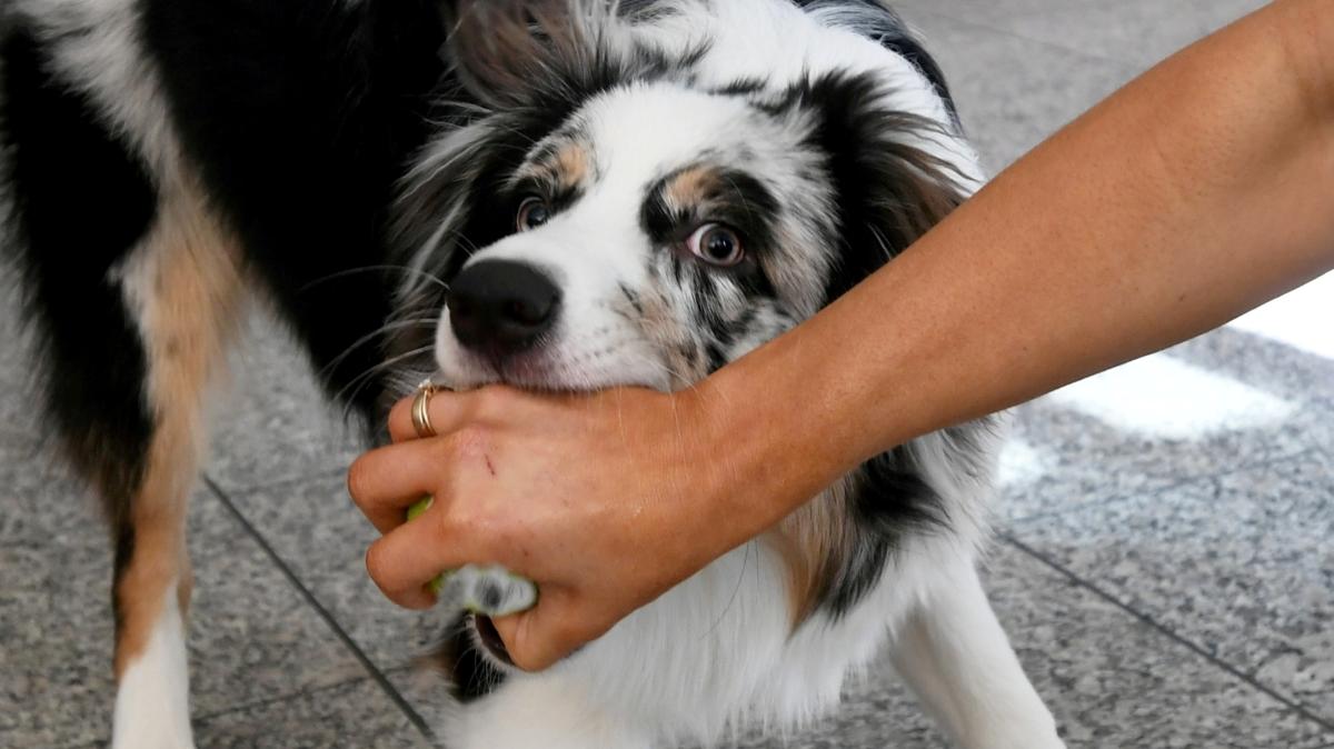 Finning Frau wird bei Restaurantbesuch von Hund gebissen Landsberger