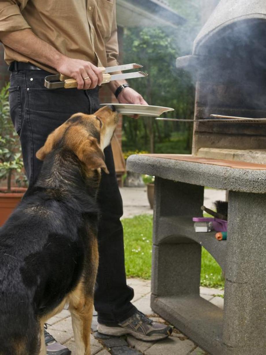 Tiere Hunde beim Grillen mit Leckerlis ablenken Augsburger Allgemeine