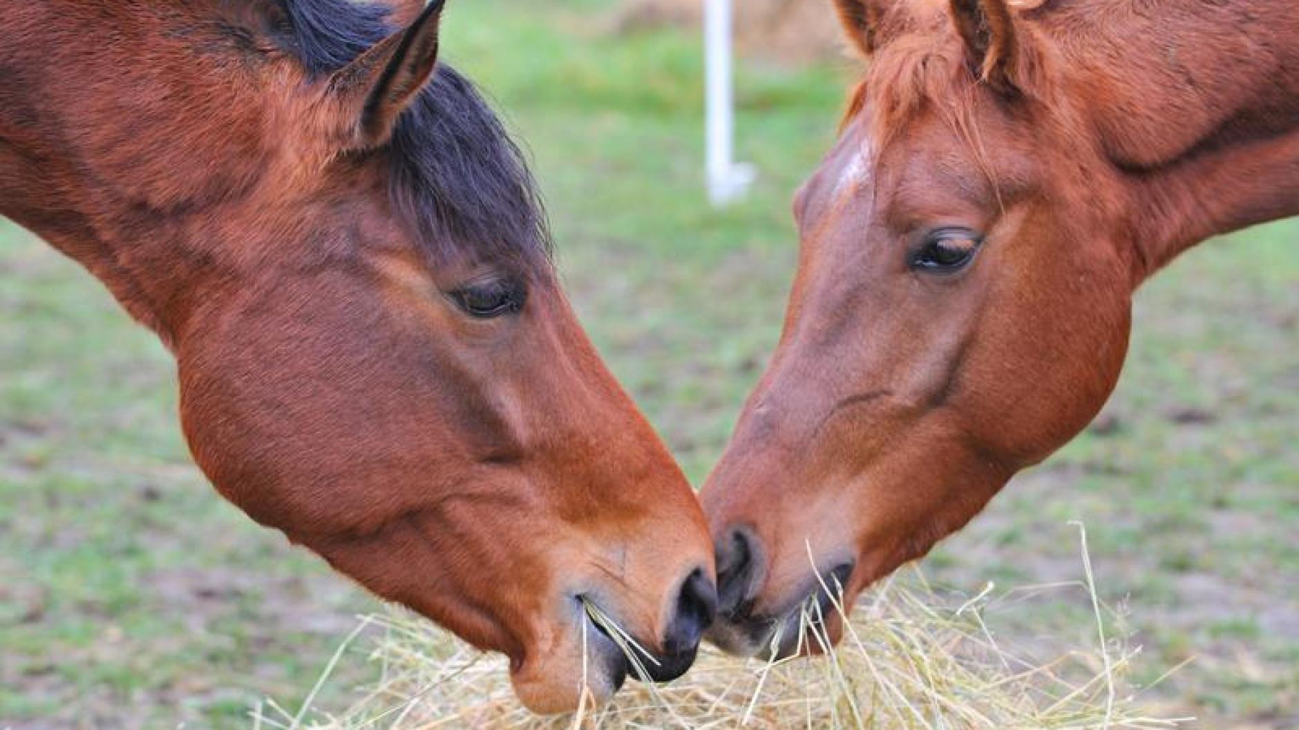 Tierquälerei Allgäuer Pferderipper Schlägt Wieder Zu 