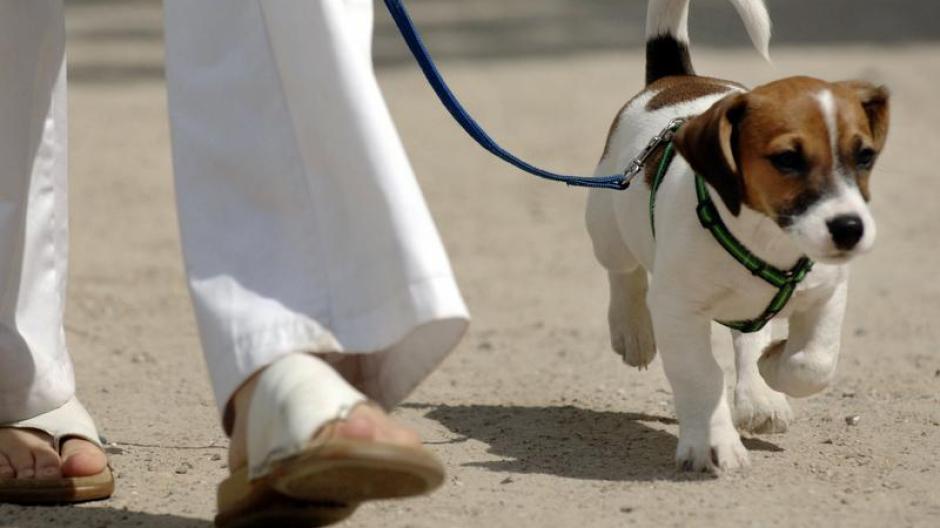 Tiere Urteil Schilddrüsenkranker Hund muss Leine tragen Augsburger