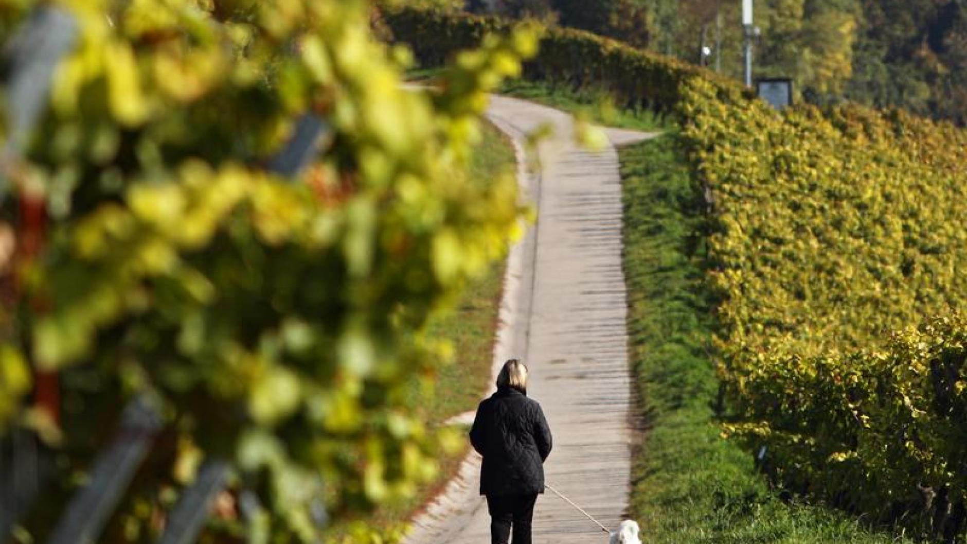Tiere Vergiftungsgefahr Weintrauben für Hunde tabu Augsburger