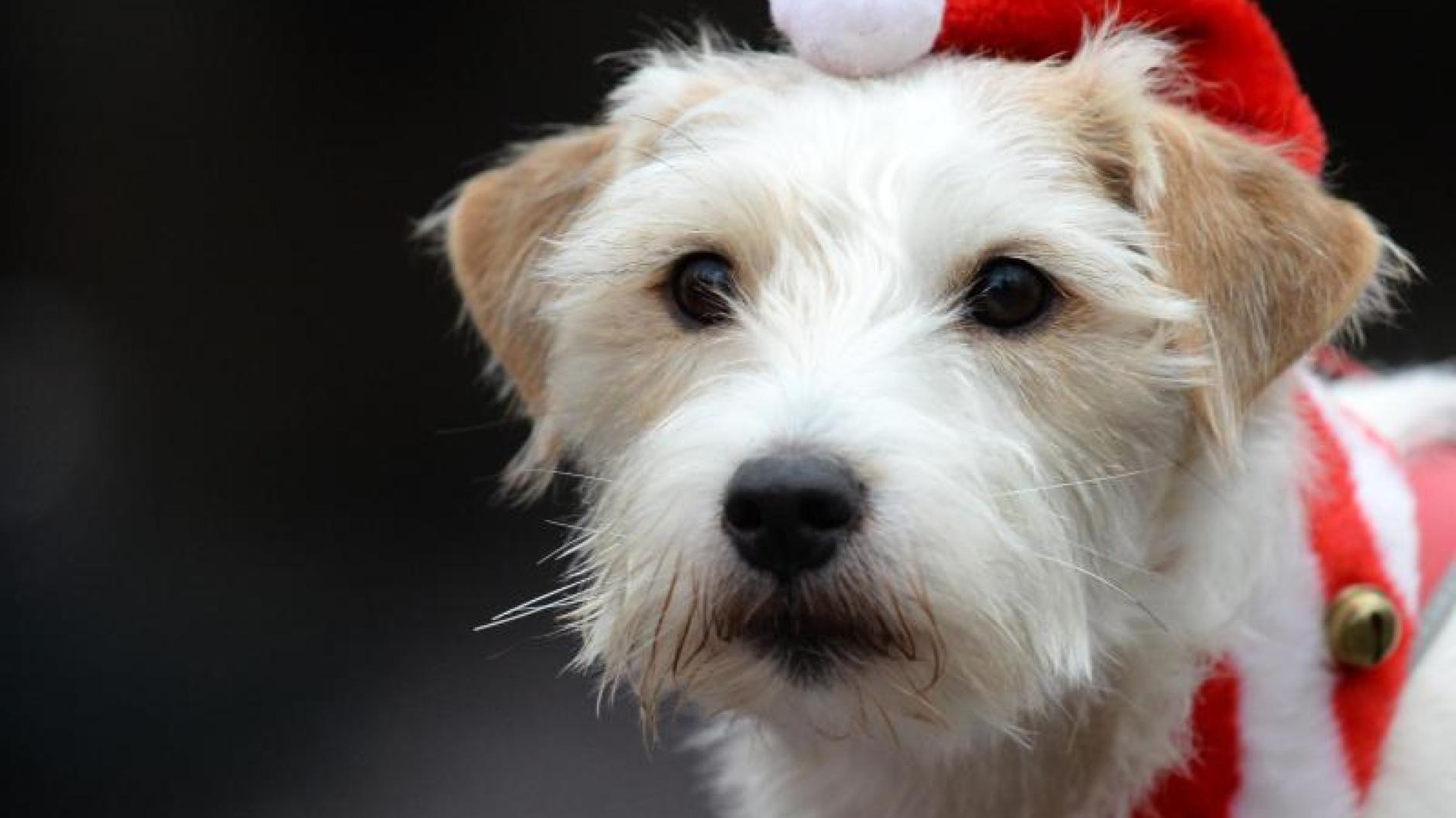 Tiere Nüsse statt Schoko Was Hunde vom Weihnachtsteller vertragen