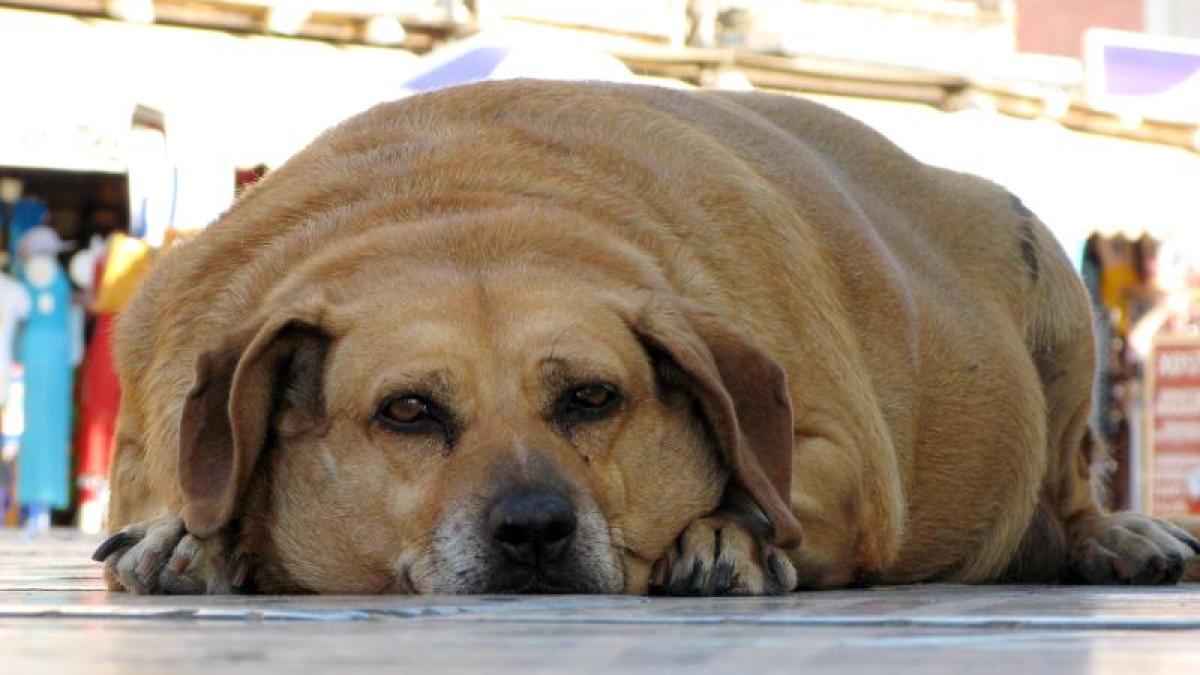 Ernährung Übergewicht bei Haustieren Ach du dicker Hund! Augsburger