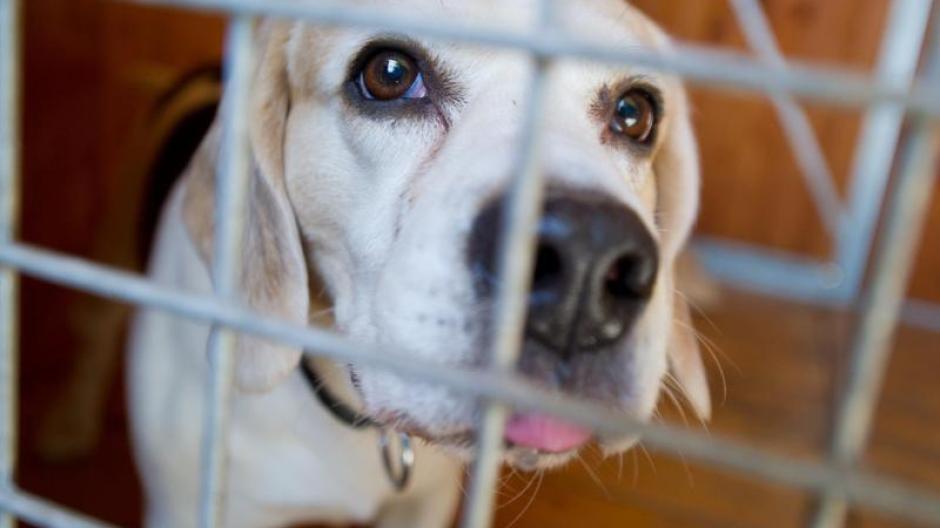 Prozess in Ingolstadt Hund frißt Leberwurst samt Packung Besitzerin