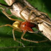 Groß und giftig: In den USA breitet sich die asiatische Joro-Spinne aus. Kann die invasive Art auch nach Deutschland kommen?