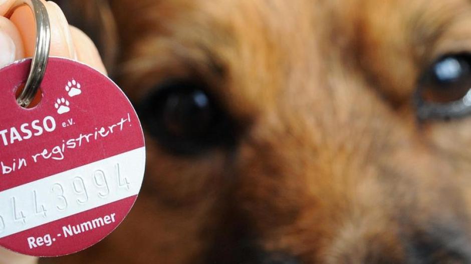 Bessere Zuordnung möglich Für Hunde Tiervereine fordern Chip und